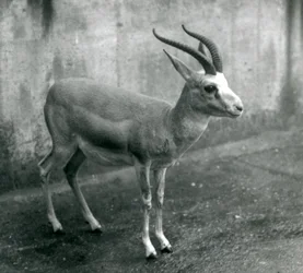 Une gazelle de Perse, à goitre ou à queue noire au zoo de Londres, août 1927