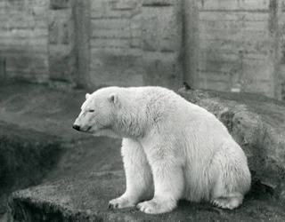 Un Ours Polaire assis sur un rebord rocheux au Zoo de Londres en septembre 1927