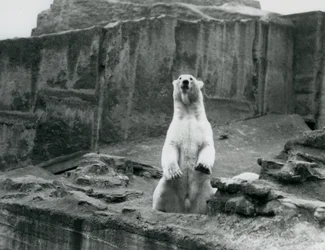 Un ours polaire assis dans son enclos à la base des terrasses Mappin au Zoo de Londres en septembre 1928