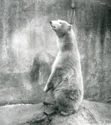 Un ours polaire assis sur ses pattes arrière au zoo de Londres en 1929