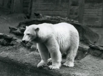 Un ours polaire debout au bord de son enclos à la base des terrasses Mappin, Zoo de Londres, septembre 1928