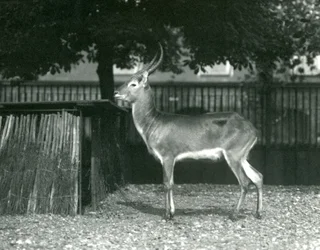 Un lechwe rouge au zoo de Londres, juillet 1924