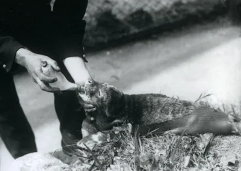 Un bébé phoque nourri au biberon par son gardien, Zoo de Londres, août 1925