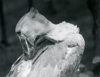 Un bec-en-sabot lissant ses plumes au zoo de Londres en 1926