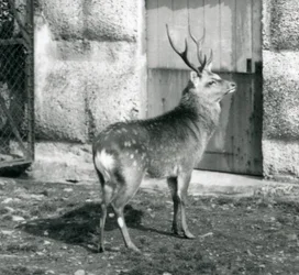 Un cerf tacheté japonais Sika debout dans son enclos, zoo de Londres, août 1927