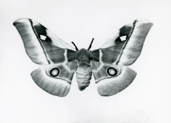 Un papillon de soie, Bunaea caffraria, au Zoo de Londres, avant 1930