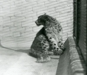Un léopard des neiges assis, sur le sol, zoo de Londres