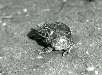 Une grenouille cornue sud-américaine, Zoo de Londres, décembre 1925