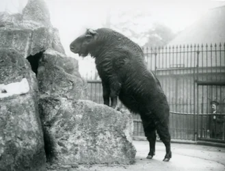Un takin, également connu sous le nom de chamois de bétail ou de chèvre gnou, debout avec ses pattes avant reposant sur un rocher, Zoo de Londres