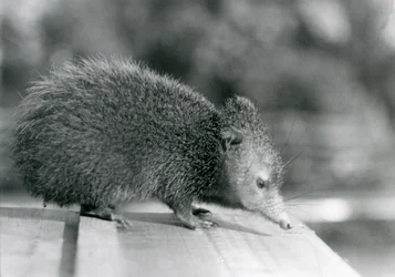 Un tenrec au zoo de Londres en 1929