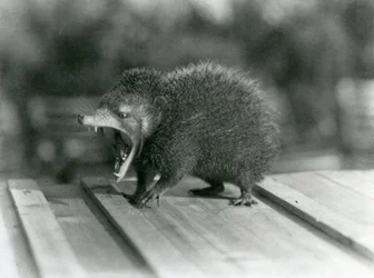 Un tenrec avec la bouche ouverte, montrant sa large ouverture et ses dents acérées, Zoo de Londres