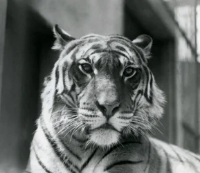 Un tigre au Zoo de Londres en juillet 1924