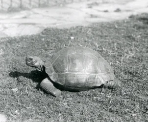 Une tortue sur l
