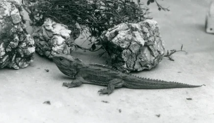 Un tuatara au zoo de Londres en 1927