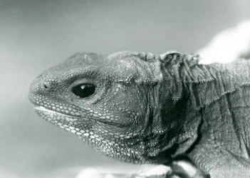 Un tuatara au zoo de Londres en 1928