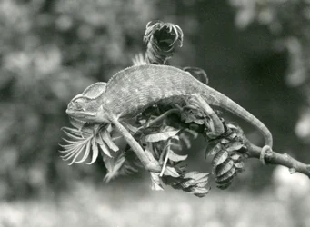 Un caméléon voilé ou du Yémen tient le bout d