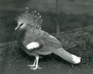 Un pigeon couronné de Victoria debout sur le sol au zoo de Londres en septembre 1927