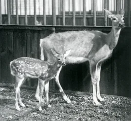 Une biche de Virginie à queue blanche avec son faon au zoo de Londres en août 1927
