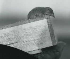 Une musaraigne blanche au zoo de Londres