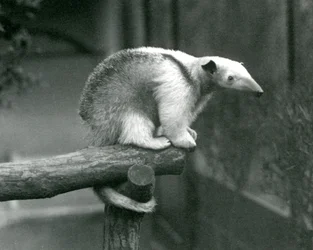Un jeune tamandua du Mexique assis au bout d