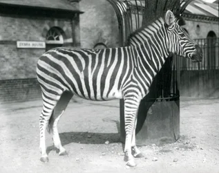 Un zèbre dans le paddock devant la maison des zèbres au Zoo de Londres en 1925