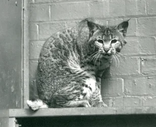 Un lynx roux regardant vers le bas depuis une corniche, dans son enclos, Zoo de Londres, mars 1925
