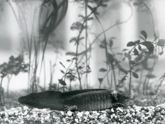 Un axolotl/salamandre mexicaine noir reposant sur du gravier au fond d
