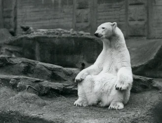 Une ourse polaire assise sur ses hanches sur les terrasses Mappin au zoo de Londres en septembre 1928
