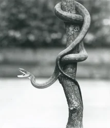 Un serpent-ratier du Texas, la gueule ouverte, enroulé autour d