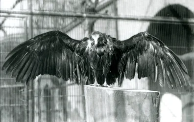 Un vautour à capuchon, debout sur une bûche avec les ailes déployées, profitant d