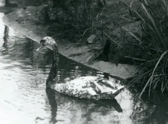 Un cygne hybride, cygne tuberculé x cygne noir, nageant dans un étang du zoo de Londres en 1927