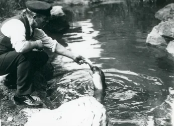 Un gardien nourrissant un jeune phoque à capuchon dans son bassin au zoo de Londres, juin 1914