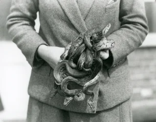 Un gardien tenant un nœud de jeunes pythons royaux au Zoo de Londres en 1931