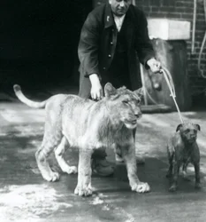 Un gardien promenant un chien et un jeune lion, zoo de Londres, août 1925 (photo n/b)