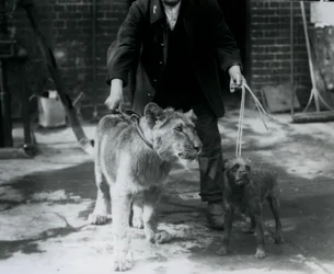 Un gardien promenant un terrier irlandais et un jeune lion en laisse, Zoo de Londres, septembre 1925