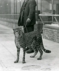 Un gardien avec un guépard en laisse, Zoo de Londres