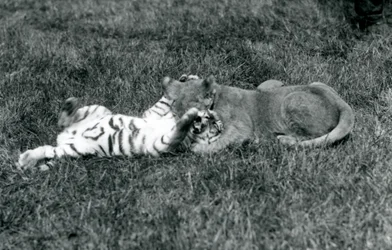 Un lionceau et un tigreau se battent sur l