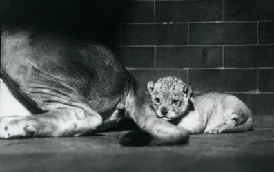 Un lionceau se couche derrière la queue de sa mère, zoo de Londres, octobre 1925