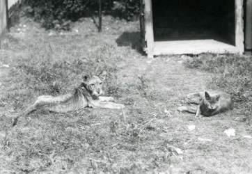 Un lionceau allongé sur une pelouse, près d