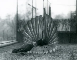 Un faisan Argus mâle en parade nuptiale, avec une femelle à côté de lui, Zoo de Londres, janvier 1926