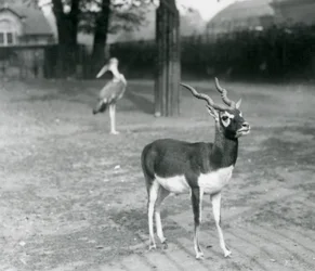 Un mâle Blackbuck ou Antilope indienne dans un enclos au zoo de Londres, octobre 1926