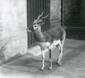 Un antilope cervicapre mâle debout dans son enclos au zoo de Londres en juin 1925