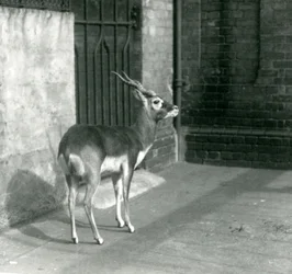 Un antilope cervicapre mâle debout dans son enclos au zoo de Londres en juin 1925