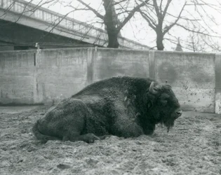 Un bison d