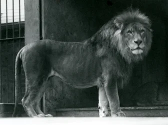 Un lion mâle au zoo de Londres, juin 1924