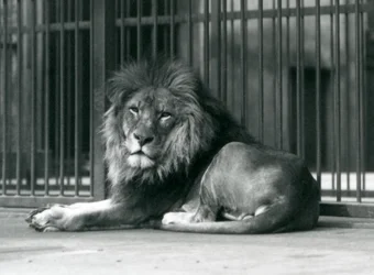 Un lion mâle allongé contre les barreaux de son enclos, Zoo de Londres, septembre 1927