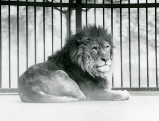 Un lion mâle se reposant dans son enclos au zoo de Londres en mars 1925