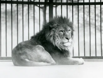 Un lion mâle se reposant dans son enclos au Zoo de Londres en mars 1925