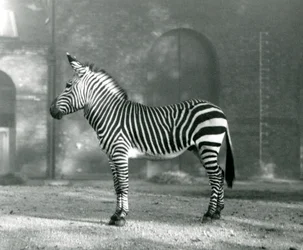 Un zèbre de montagne mâle x zèbre de montagne de Hartmann debout dans son enclos au zoo de Londres en septembre 1927