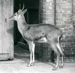 Un reedbuck mâle ou reitbok debout près de la porte de la maison des antilopes, zoo de Londres, 6 octobre 1927